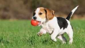 Kako trenirati štene kod kuće